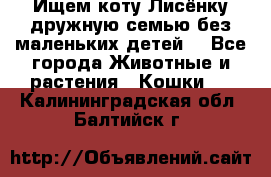Ищем коту Лисёнку дружную семью без маленьких детей  - Все города Животные и растения » Кошки   . Калининградская обл.,Балтийск г.